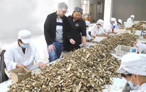 首次自營(yíng)出口,呼倫貝爾的野生蘑菇開始進(jìn)入歐洲市場(chǎng)